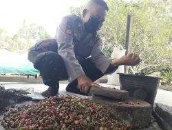 Polisi di Segedong Rela Menumbuk Biji Kopi, Gantikan Pekerjaan Pemiliknya yang Jalani Vaksinasi
