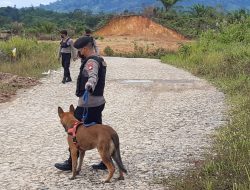 Deteksi Narkoba dan Bahan Peledak Jalur Perbatasan, Dua Ekor K9 Dikirim Ke Polsek Entikong