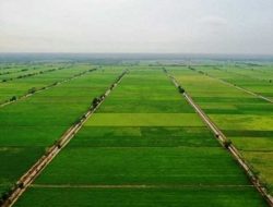 Food Estate Solusi Tepat Hadapi Susut Lahan Pertanian Indonesia