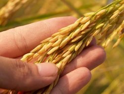 Tiga Jurus Mentan Pertahankan Keberlanjutan Produksi Pertanian RI