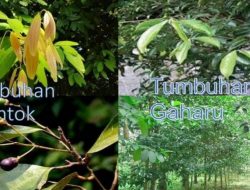 Menatap Khasiat dan Manfaat Tumbuhan Sintok dan Garu Kalimantan