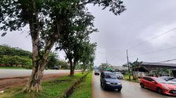 FOTO: Pohon di Jalan Sultan Hamid II Pontianak Timur Bahayakan Pengendara Saat Musim Hujan Disertai Angin Kencang