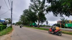 FOTO: Pohon di Jalan Sultan Hamid II Pontianak Timur Bahayakan Pengendara Saat Musim Hujan Disertai Angin Kencang