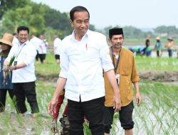 Tanam Padi Bersama Petani di Tuban, Jokowi Apresiasi Penggunaan Pupuk Organik