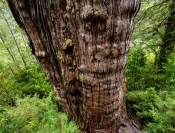 Pohon Tertua di Dunia Mampu Prediksi Rahasia Bumi