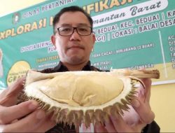 Dinas TPH Kalbar Komitmen Kembangkan Durian Unggul Lokal