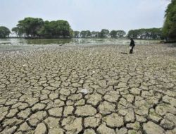 BMKG Ingatkan Ancaman El Nino Tahun Ini Terhadap Ketahanan Pangan Nasional