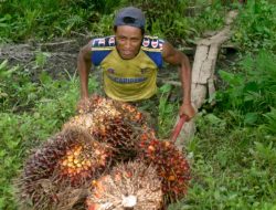 Sawit di Papua: Dilema Pengembangan Industri dan Hak Masyarakat Adat