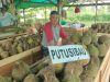 Dikenal Dagingnya yang Tebal dan Rasanya Manis, Durian Putussibau Hadir di Mempawah