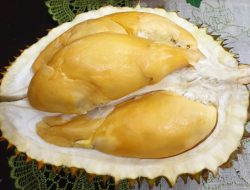 Durian Bujang Setile Asal Simpang Hilir KKU Raih Juara 1 se-Kalbar