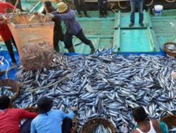 Produksi Perikanan Tangkap di Ketapang Tahun 2022 Capai Rekor 25.730 Ton