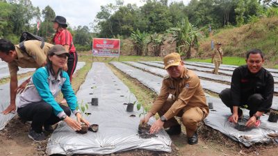 Pemkab Landak Gelar Gerakan Tanam Cabai di Kampung Cabai Desa Amang