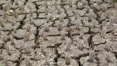 Musim Tanam Tertunda, Petani di Jawa Tengah Khawatirkan Produksi Padi 2024