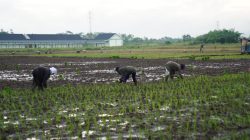 Petani di Pontianak Utara Tanam Bibit Unggul Padi di Lahan 15 hektare